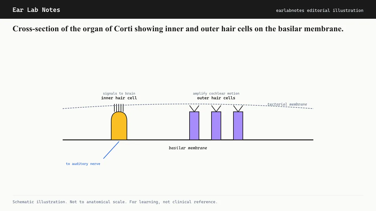 Cross-section of the organ of Corti showing inner and outer hair cells on the basilar membrane.