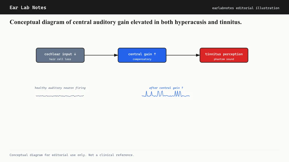 Conceptual diagram of central auditory gain elevated in both hyperacusis and tinnitus.