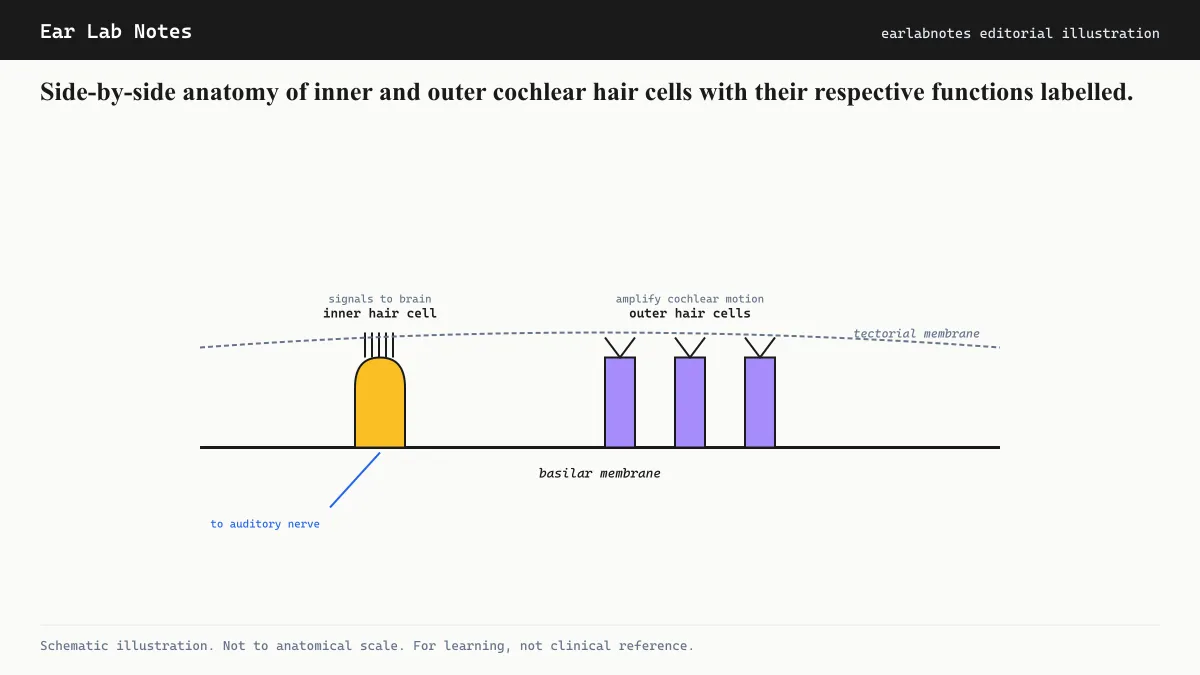 Side-by-side anatomy of inner and outer cochlear hair cells with their respective functions labelled.