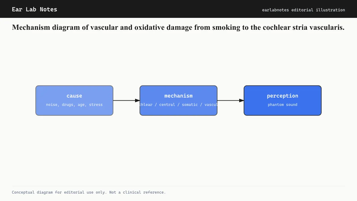 Mechanism diagram of vascular and oxidative damage from smoking to the cochlear stria vascularis.