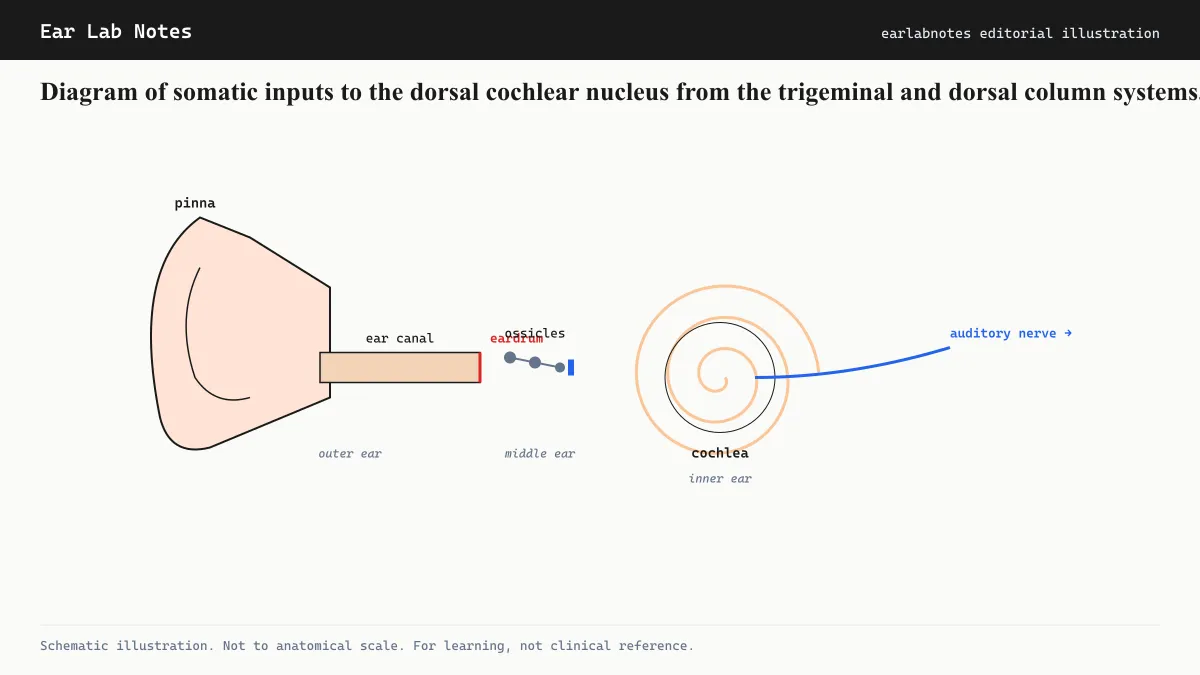 Diagram of somatic inputs to the dorsal cochlear nucleus from the trigeminal and dorsal column systems.