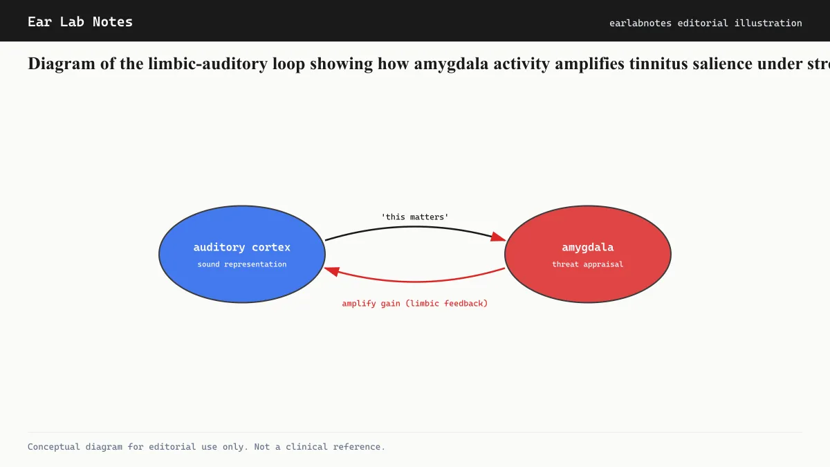 Diagram of the limbic-auditory loop showing how amygdala activity amplifies tinnitus salience under stress.