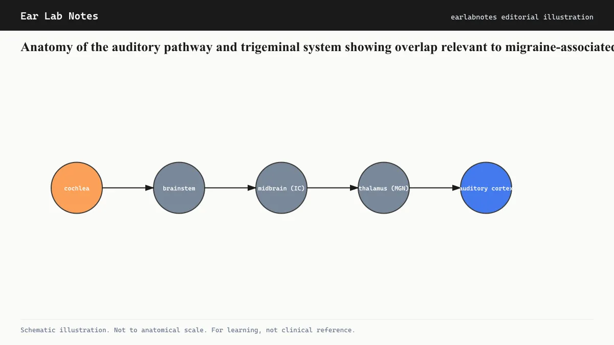 Anatomy of the auditory pathway and trigeminal system showing overlap relevant to migraine-associated tinnitus.
