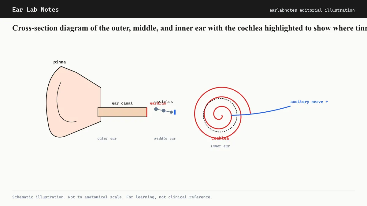 Cross-section diagram of the outer, middle, and inner ear with the cochlea highlighted to show where tinnitus signals originate.