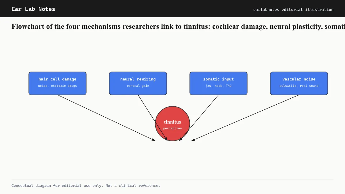 Flowchart of the four mechanisms researchers link to tinnitus: cochlear damage, neural plasticity, somatic input, vascular noise.