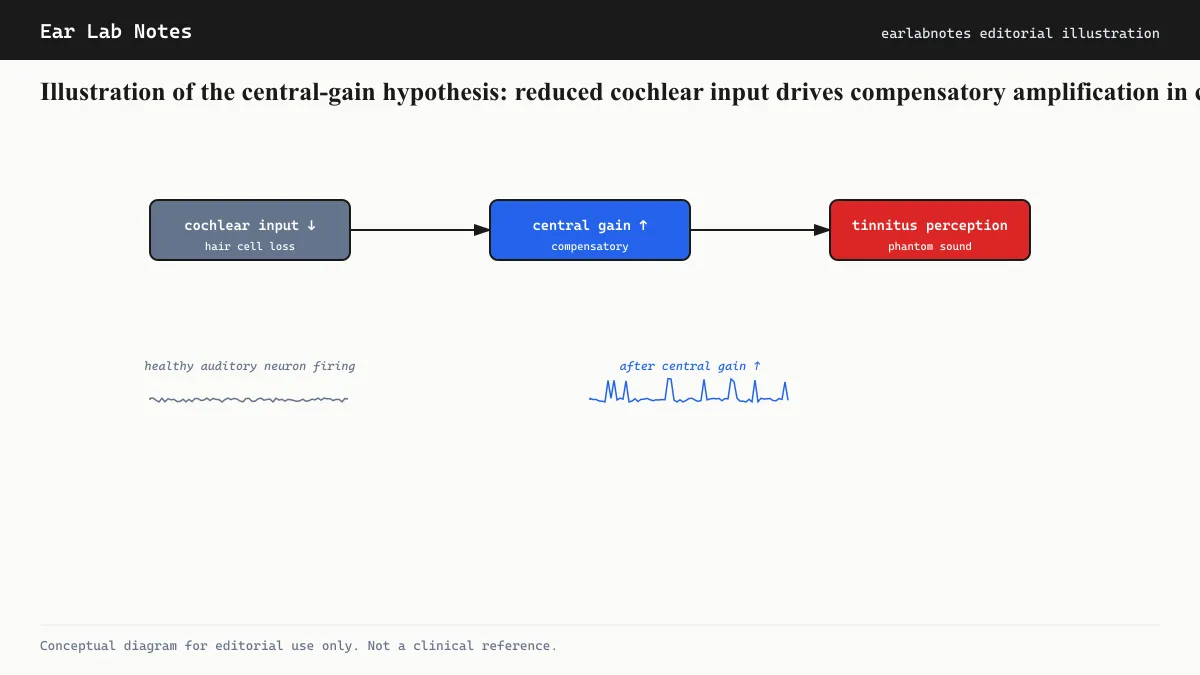 Illustration of the central-gain hypothesis: reduced cochlear input drives compensatory amplification in central auditory neurons.